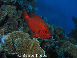 Soldierfish of the Red Sea , Canon S70 and INON Z240 by Beate Krebs 